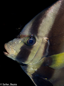 Cleaning at a Monrning dive by Beate Seiler 